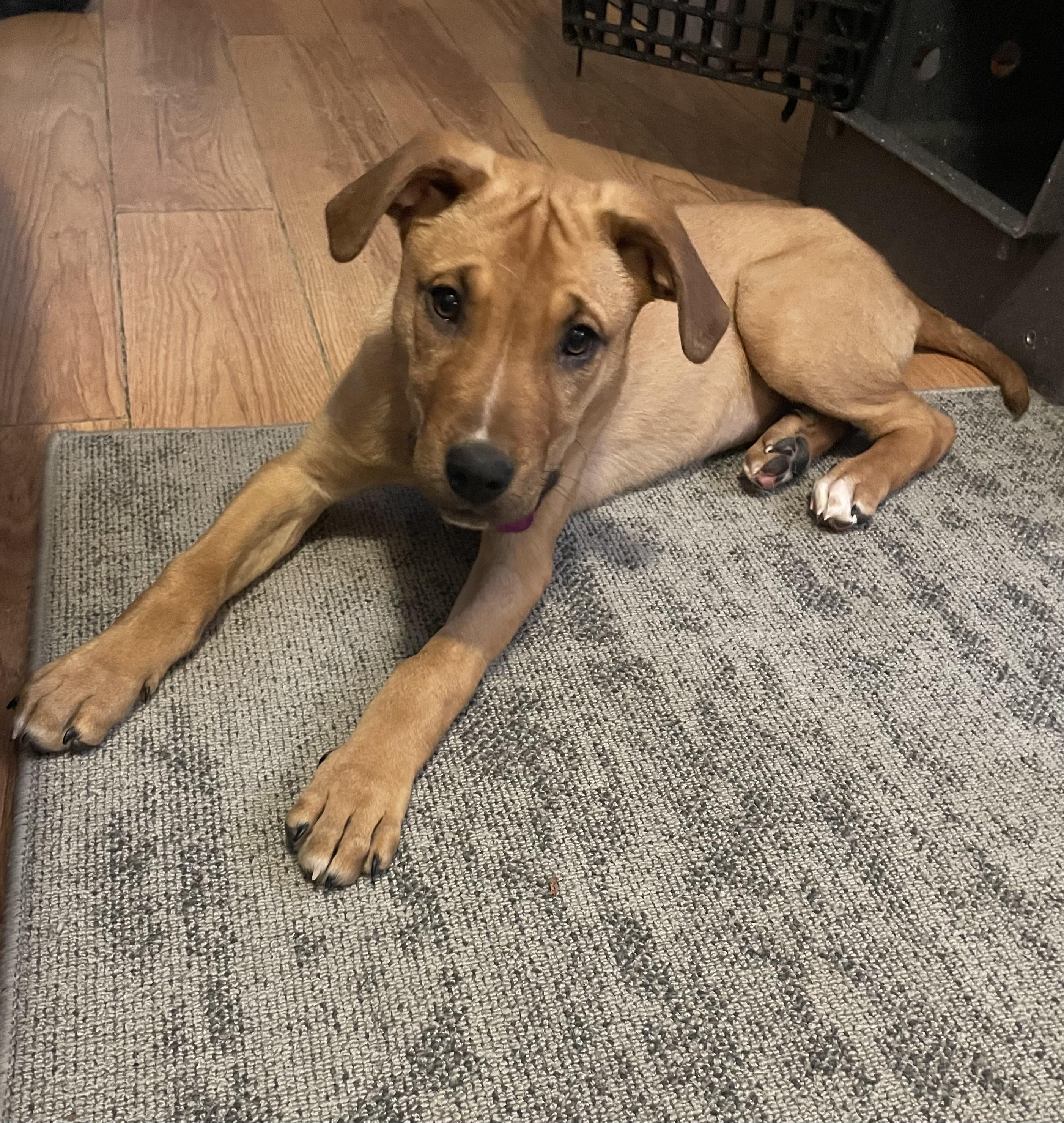 Georgia, a Adoptable mixed breed in Saskatoon, SK image 1/4