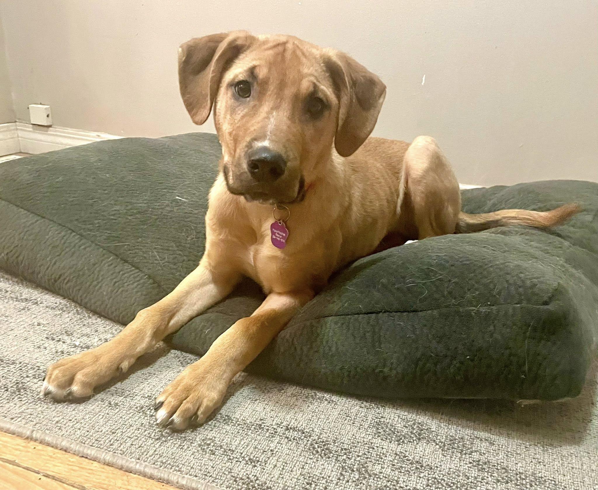 Georgia, Adoptable, Puppy Female Mixed Breed.