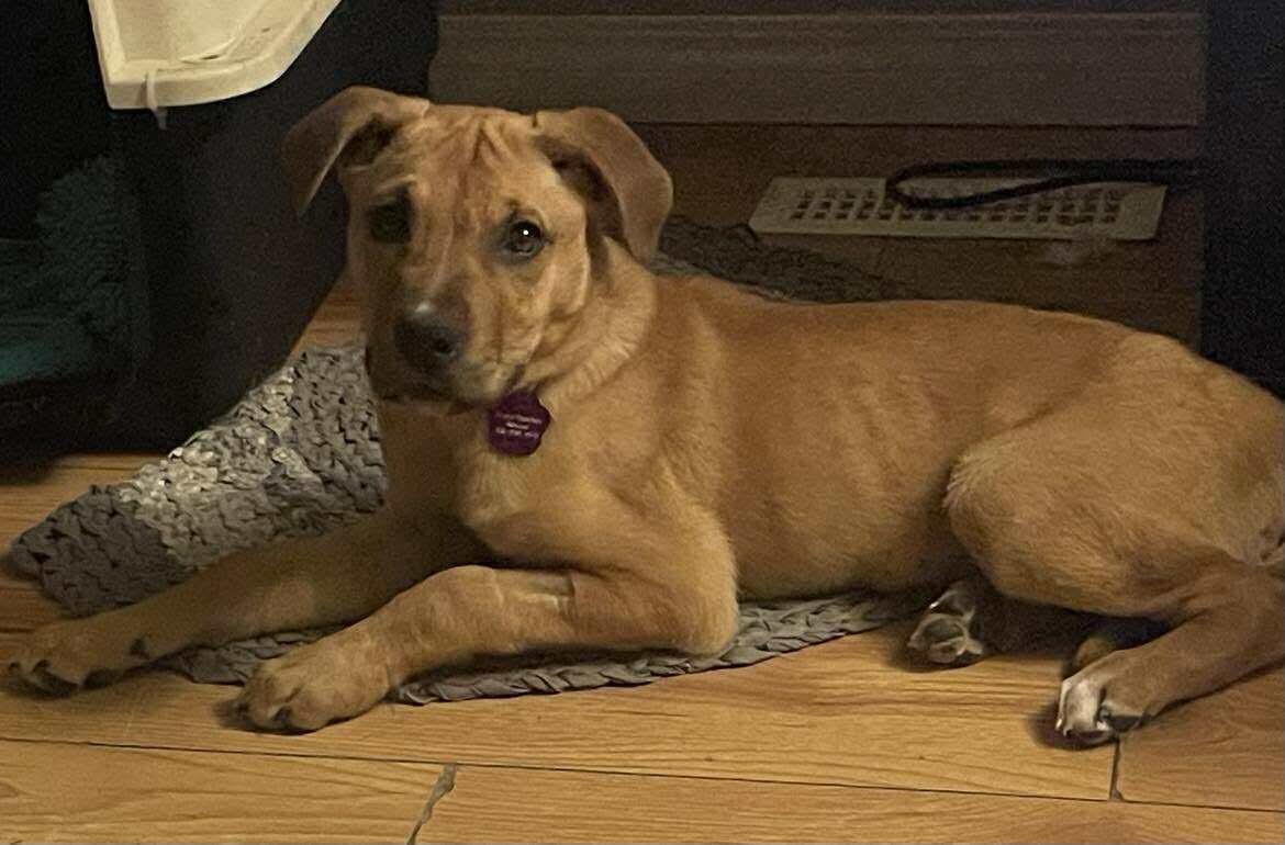 Georgia, a Adoptable mixed breed in Saskatoon, SK image 4/4