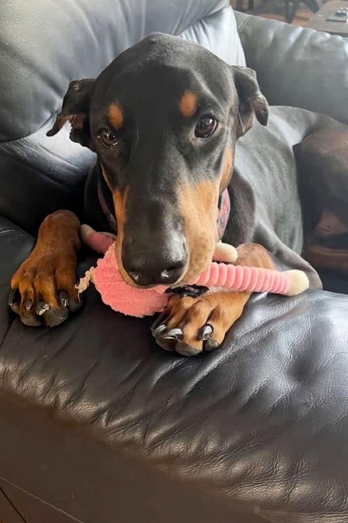 Kylo 3404, Adoptable, Young Male Doberman Pinscher.