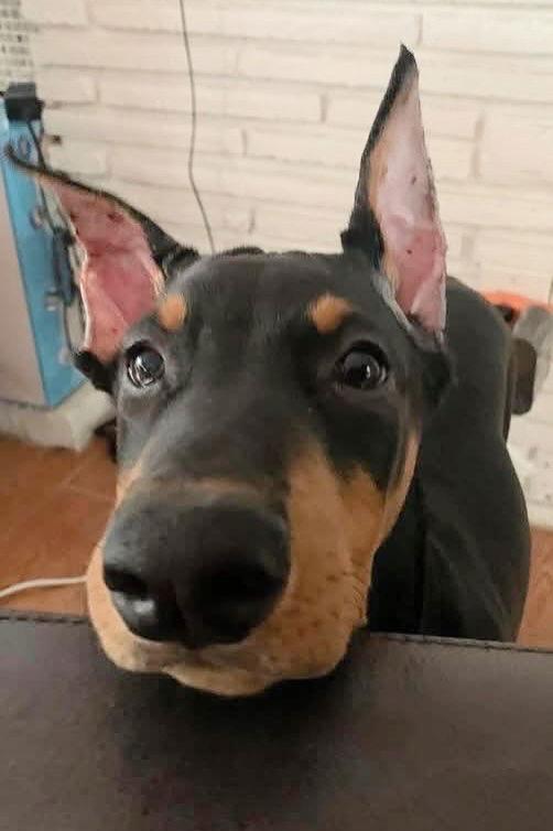 Kylo 3404, a Adoptable Doberman Pinscher in Oakland Park, FL image 2/3