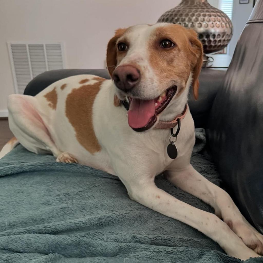 Enlarge Estelle, a Adoptable mixed breed in Fredericksburg, VA image 2/6