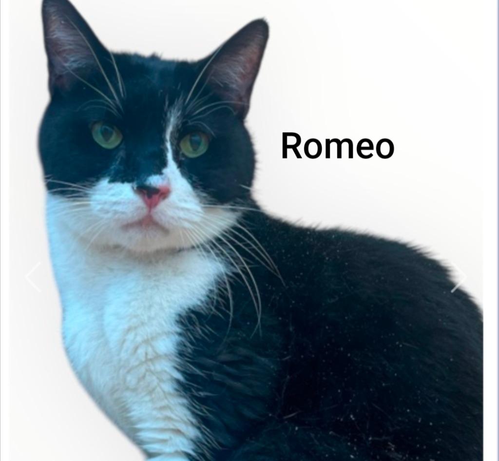 Romeo, Adoptable, Senior Male Domestic Short Hair.