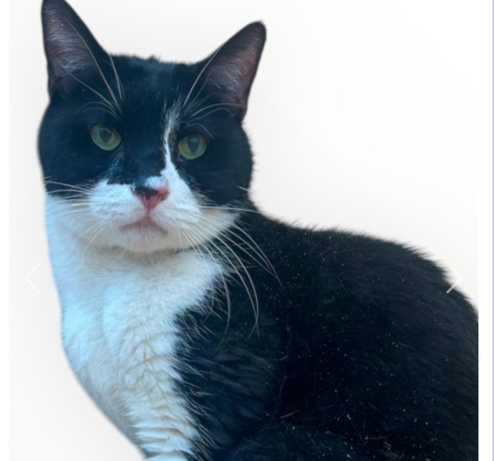 Romeo, a Adoptable mixed breed in Leonardtown, MD image 2/2