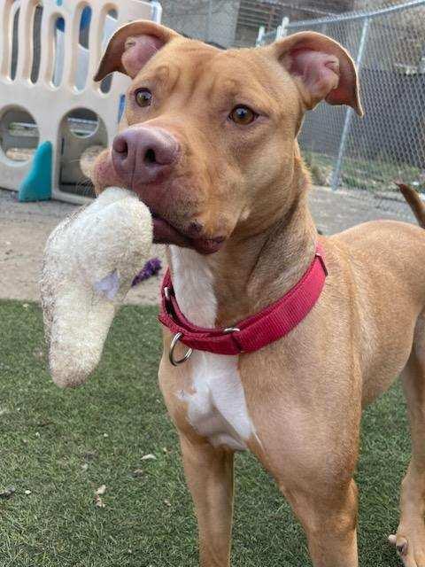 Enlarge Pumpkin, a Adoptable mixed breed in Monroe, MI image 1/1