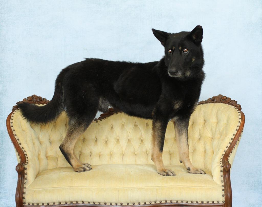 Rex