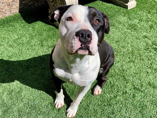 Enlarge CLARA, a Adoptable mixed breed in Moreno Valley, CA image 1/1