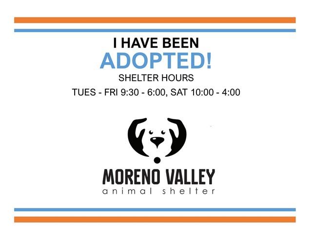 Enlarge VALENTINA, a Adoptable mixed breed in Moreno Valley, CA image 1/1