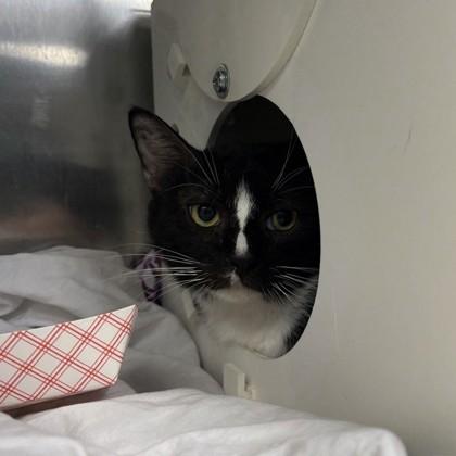 Echo, Adoptable, Adult Male Domestic Short Hair & Domestic Short Hair.