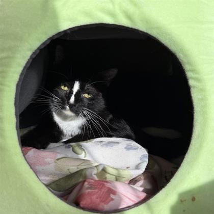 Enlarge Echo, a Adoptable mixed breed in Dallas, TX image 2/6