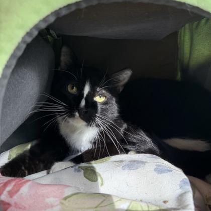 Enlarge Echo, a Adoptable mixed breed in Dallas, TX image 6/6