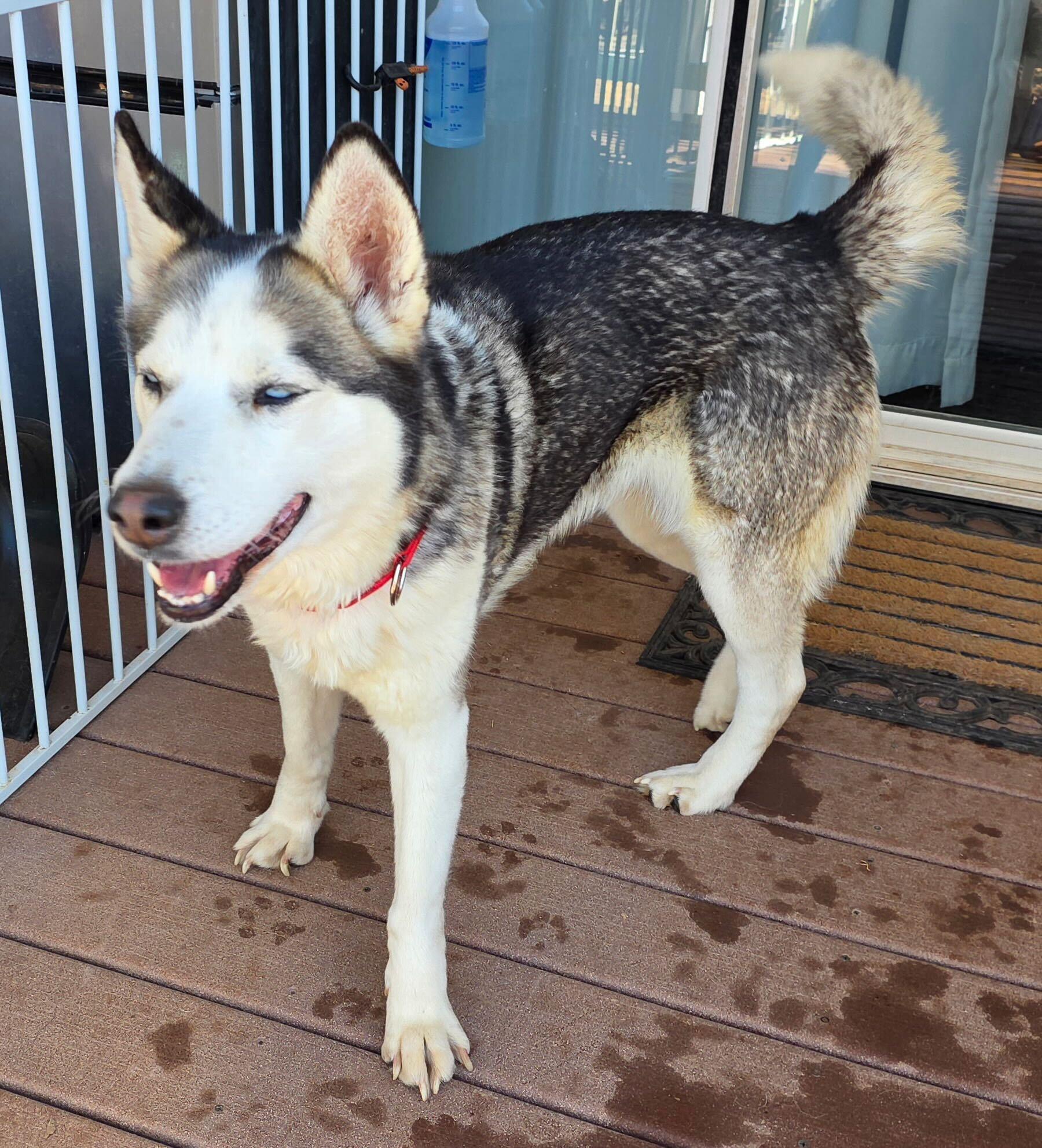 Enlarge Storm, a Adoptable Siberian Husky in Cottonwood Heights, UT image 1/6