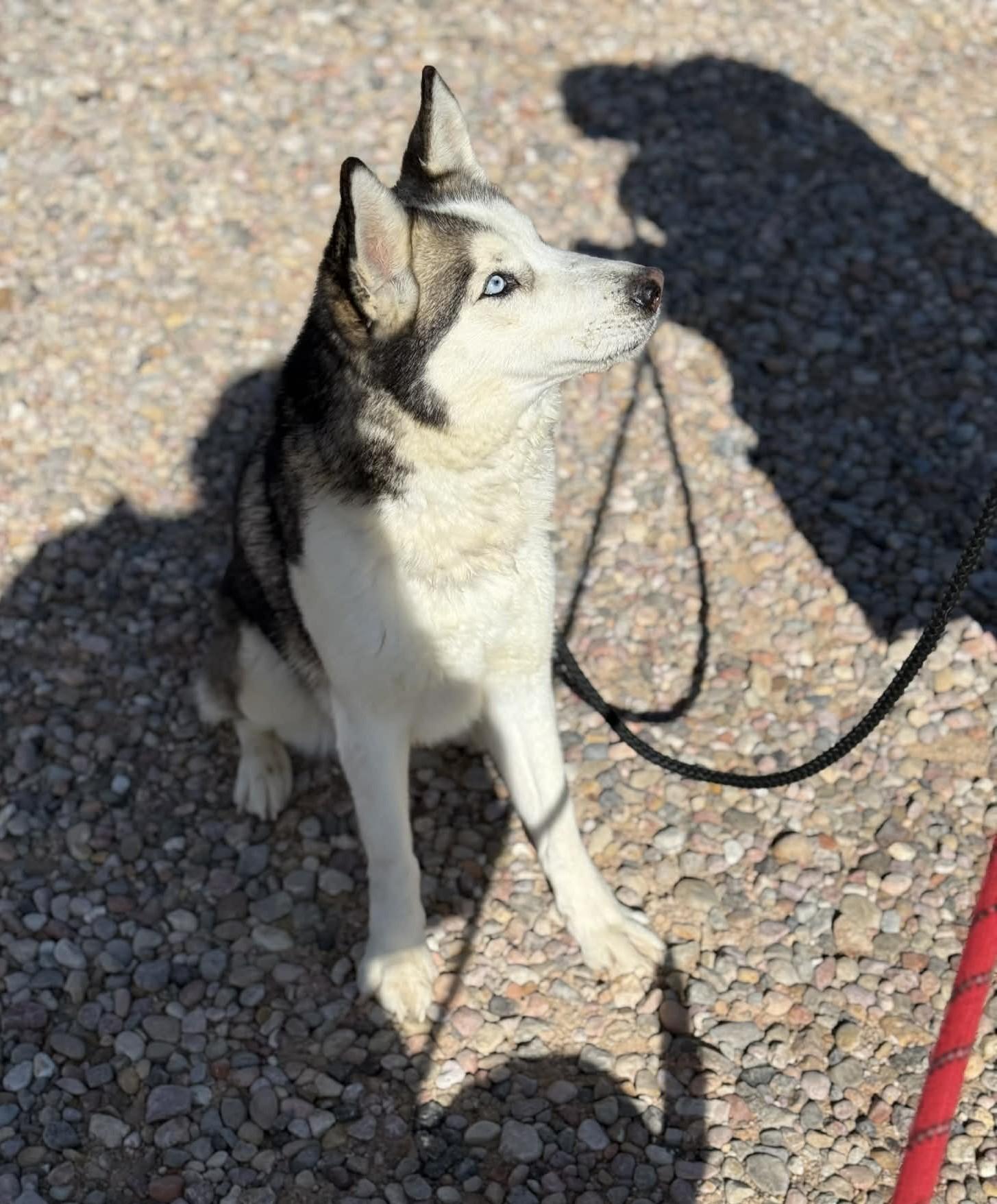 Enlarge Storm, a Adoptable Siberian Husky in Cottonwood Heights, UT image 2/6