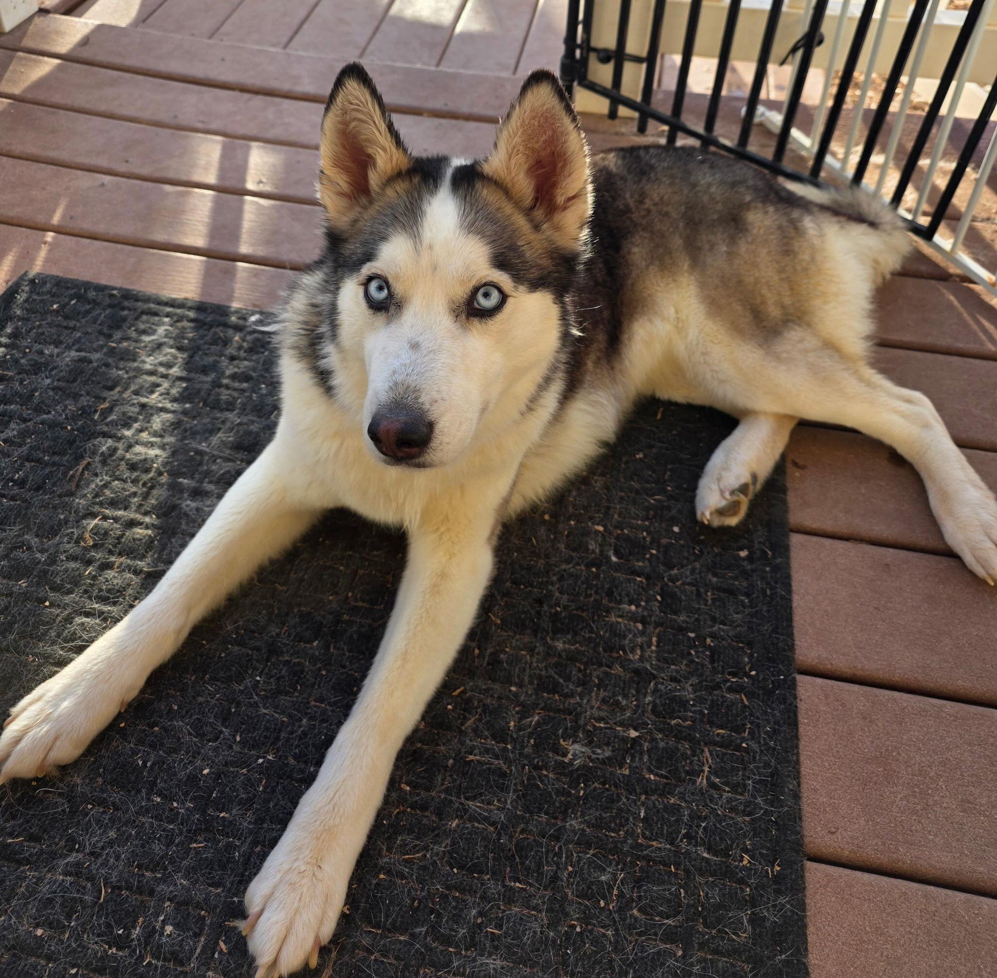Enlarge Storm, a Adopted Siberian Husky in Cottonwood Heights, UT image 2/6