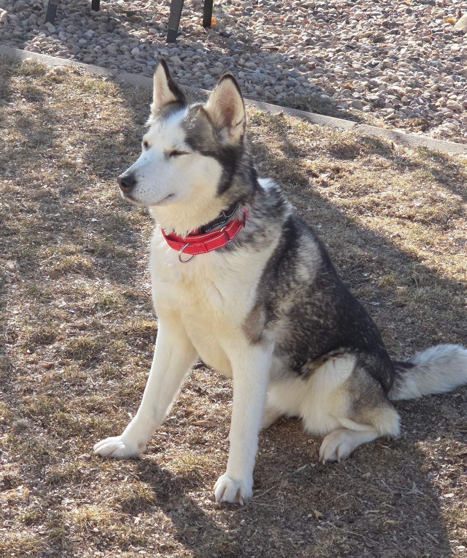 Enlarge Storm, a Adoptable Siberian Husky in Cottonwood Heights, UT image 3/6