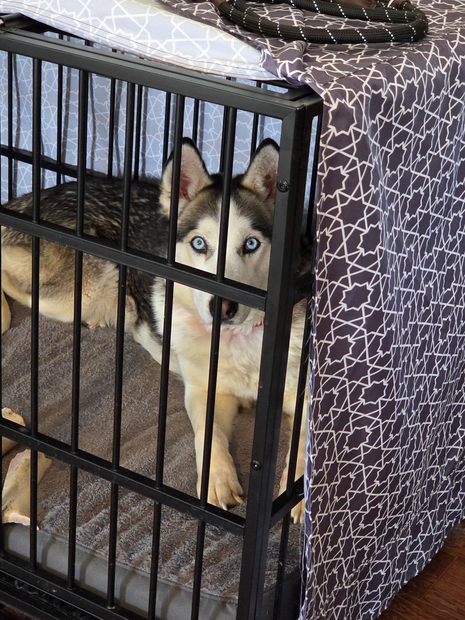 Enlarge Storm, a Adoptable Siberian Husky in Cottonwood Heights, UT image 4/6