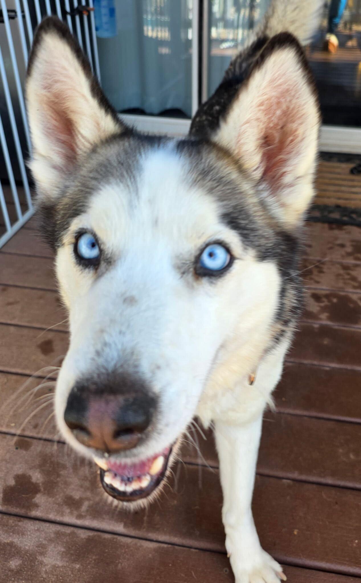 Enlarge Storm, a Adoptable Siberian Husky in Cottonwood Heights, UT image 5/6