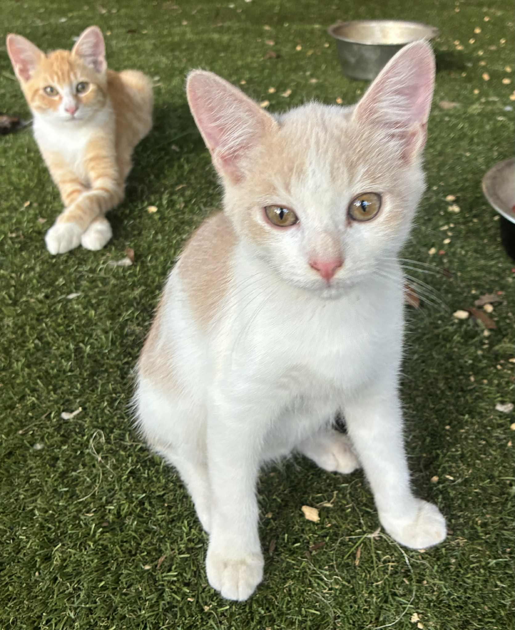 Sphinx, Adopted, Kitten Male American Shorthair.