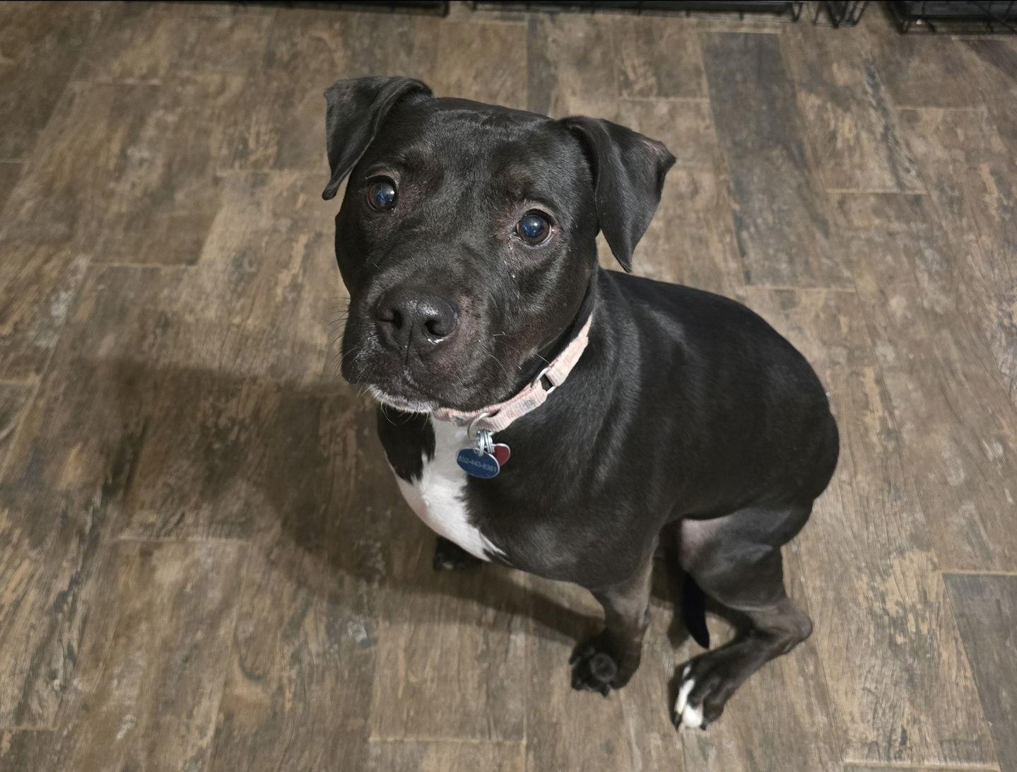 Roux B, Adoptable, Adult Female American Staffordshire Terrier & Black Labrador Retriever.