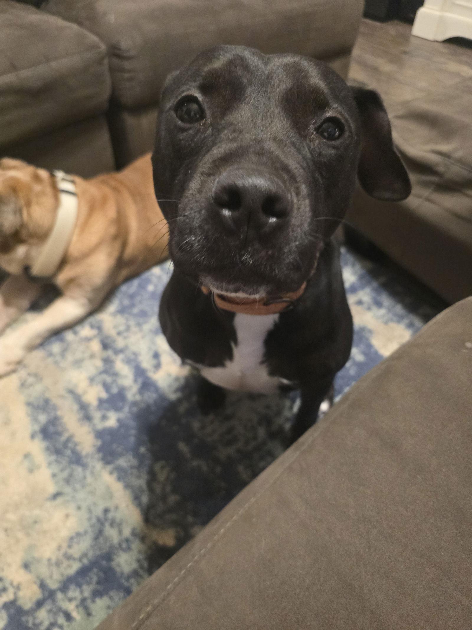 Enlarge Roux B, a Adoptable mixed breed in Rosenberg, TX image 2/3