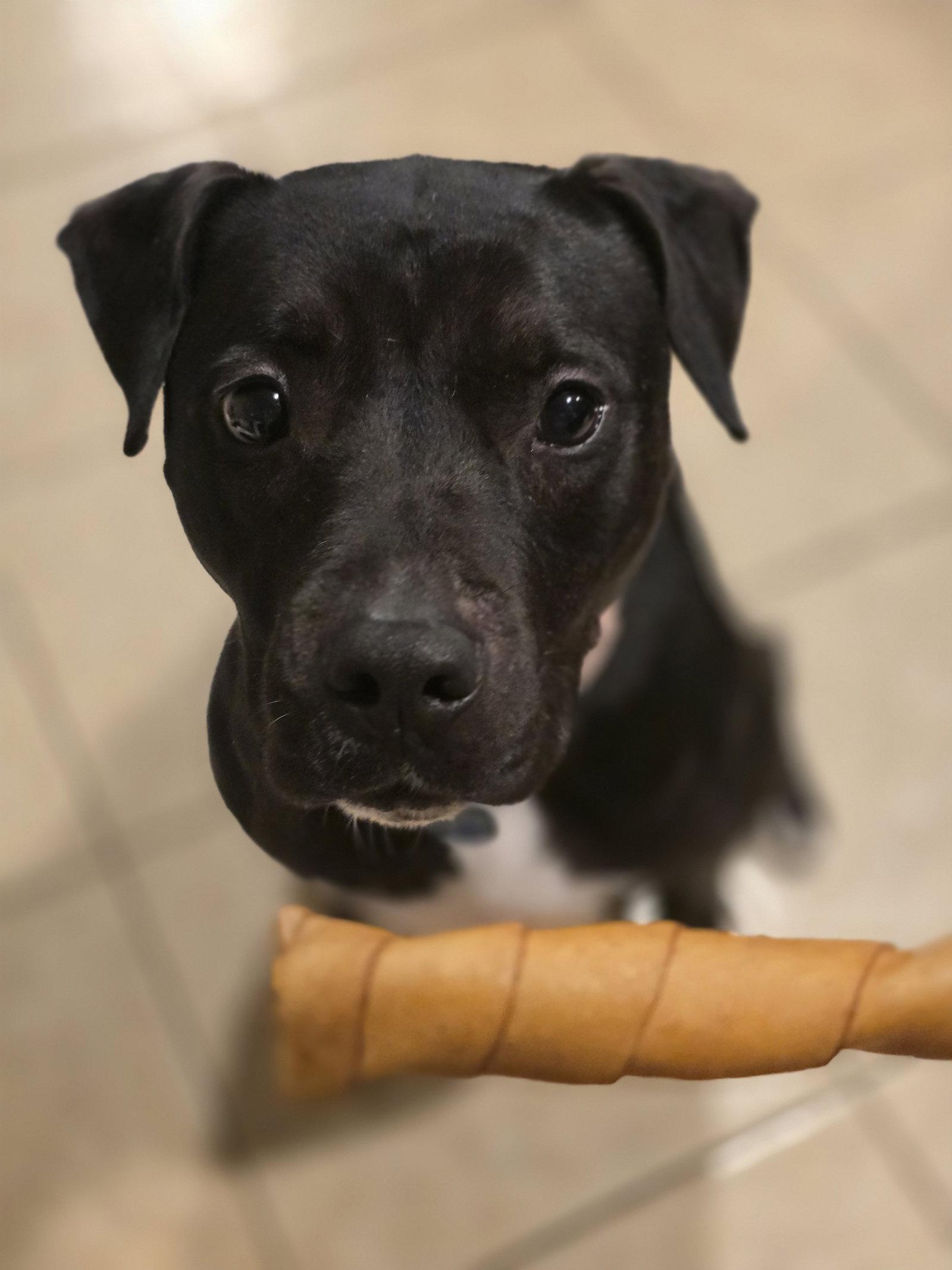 Roux B, Adoptable, Adult Female Pit Bull Terrier & Black Labrador Retriever.