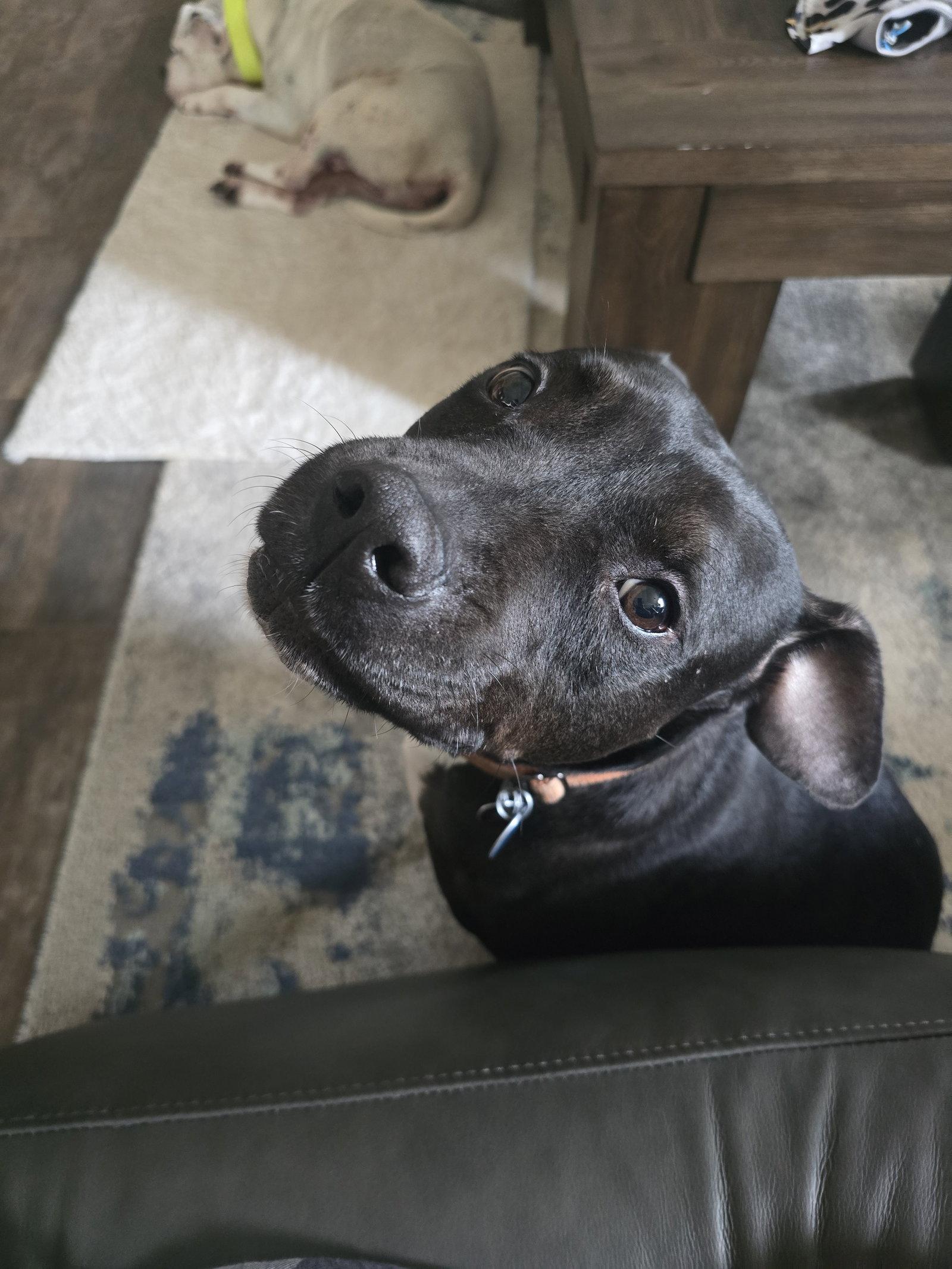 Roux B, a Adoptable mixed breed in Rosenberg, TX image 2/3