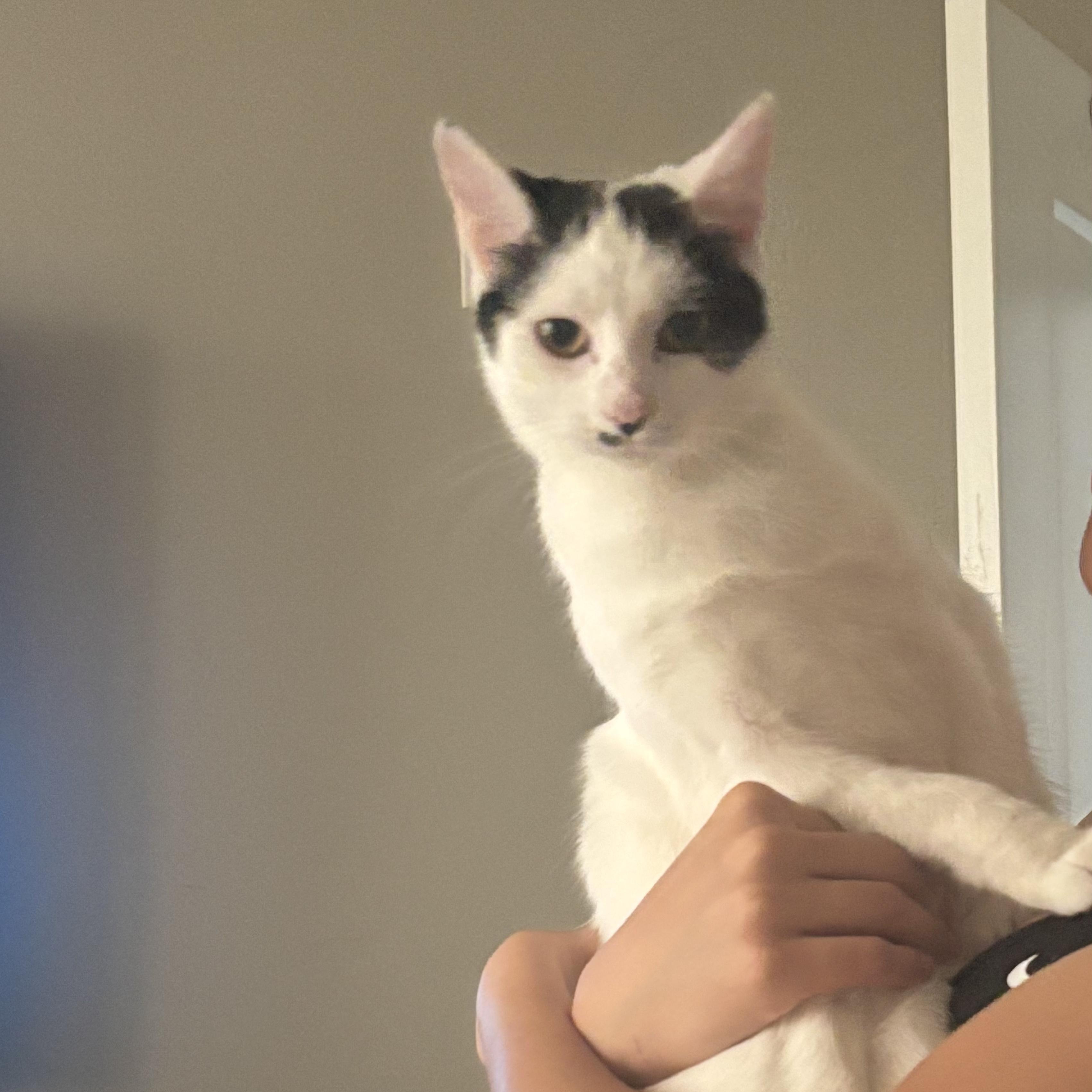 Enlarge Lilly, a Adoptable Domestic Short Hair in Lincoln Park, NJ image 2/5