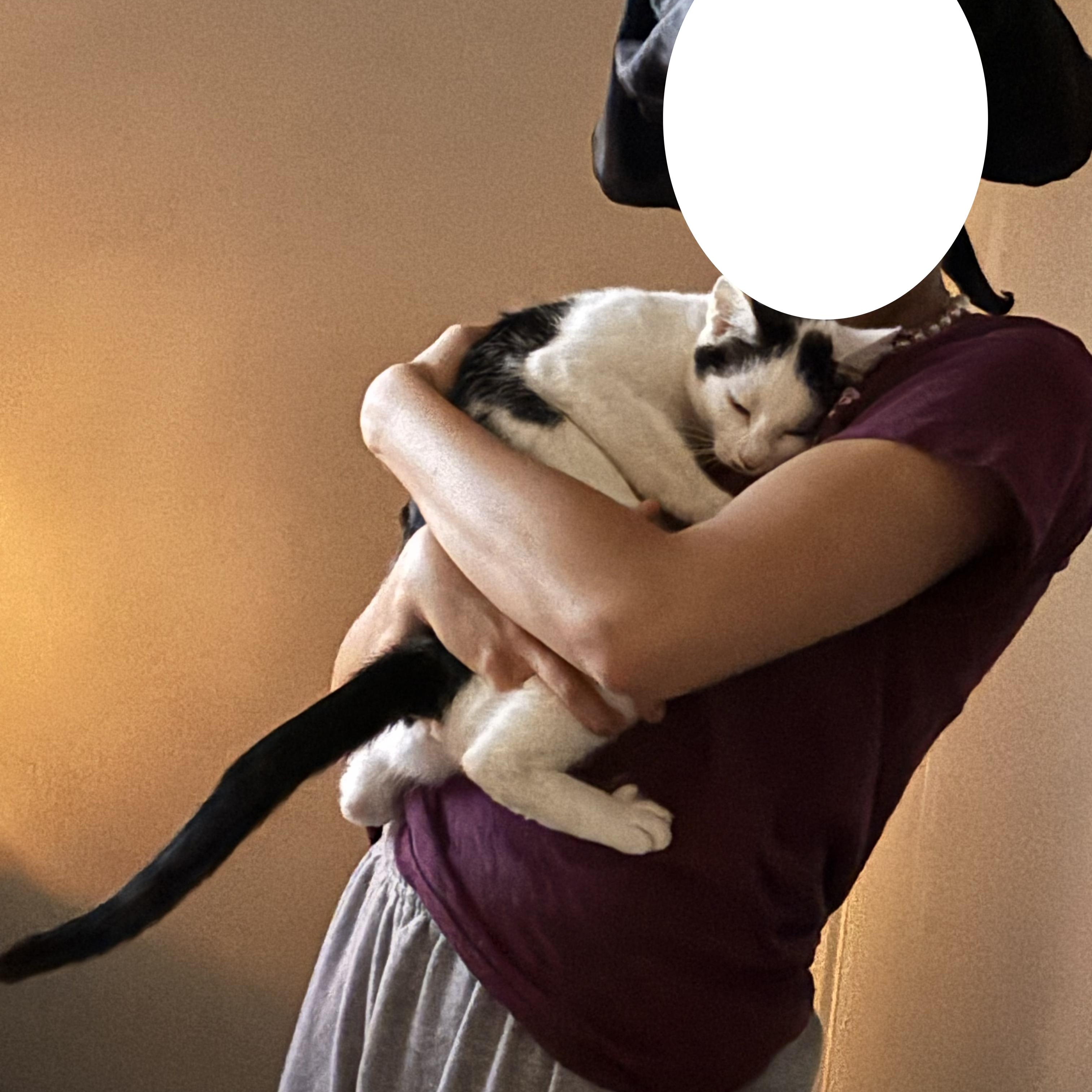 Enlarge Lilly, a Adoptable Domestic Short Hair in Lincoln Park, NJ image 3/5