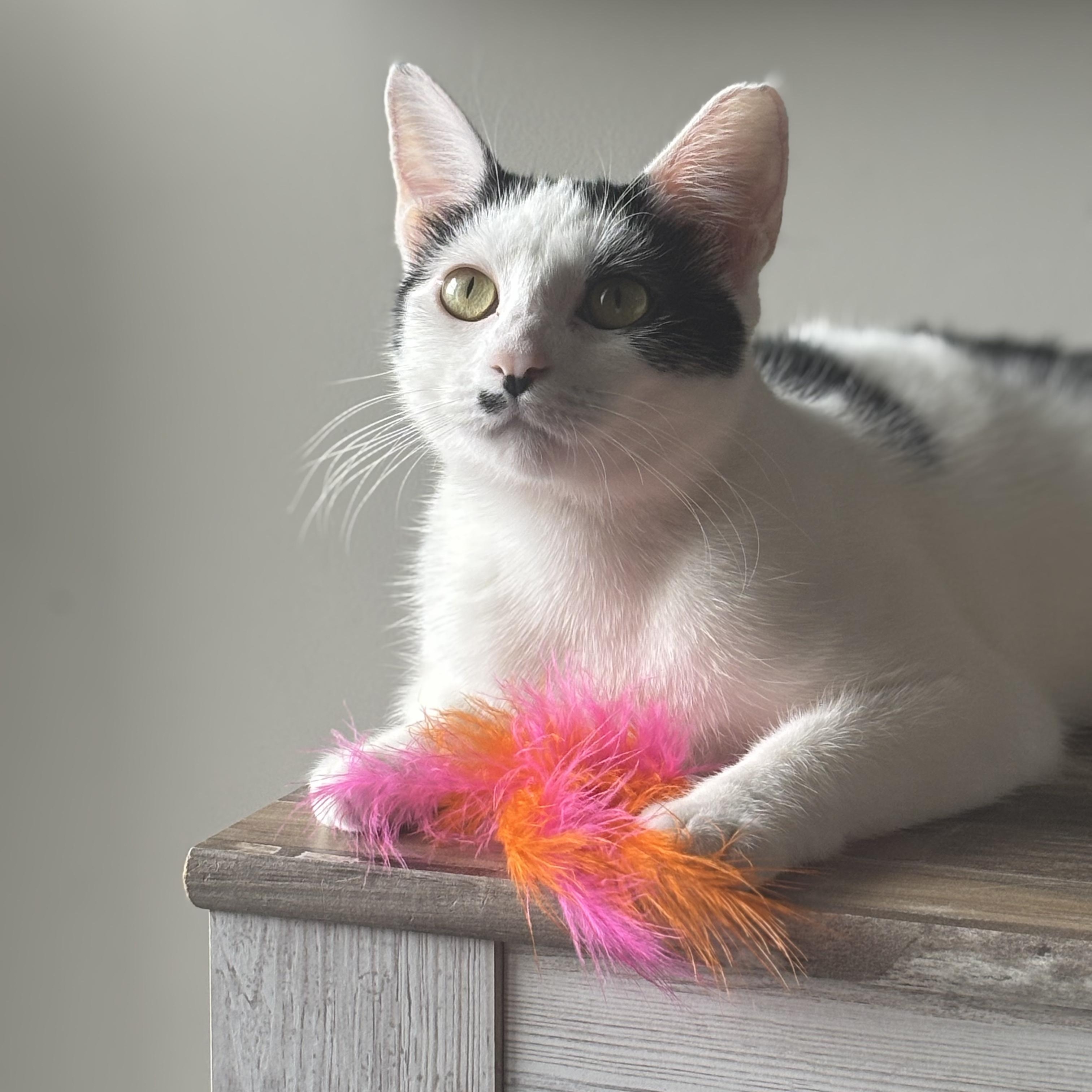 Enlarge Lilly, a Adoptable Domestic Short Hair in Lincoln Park, NJ image 1/5