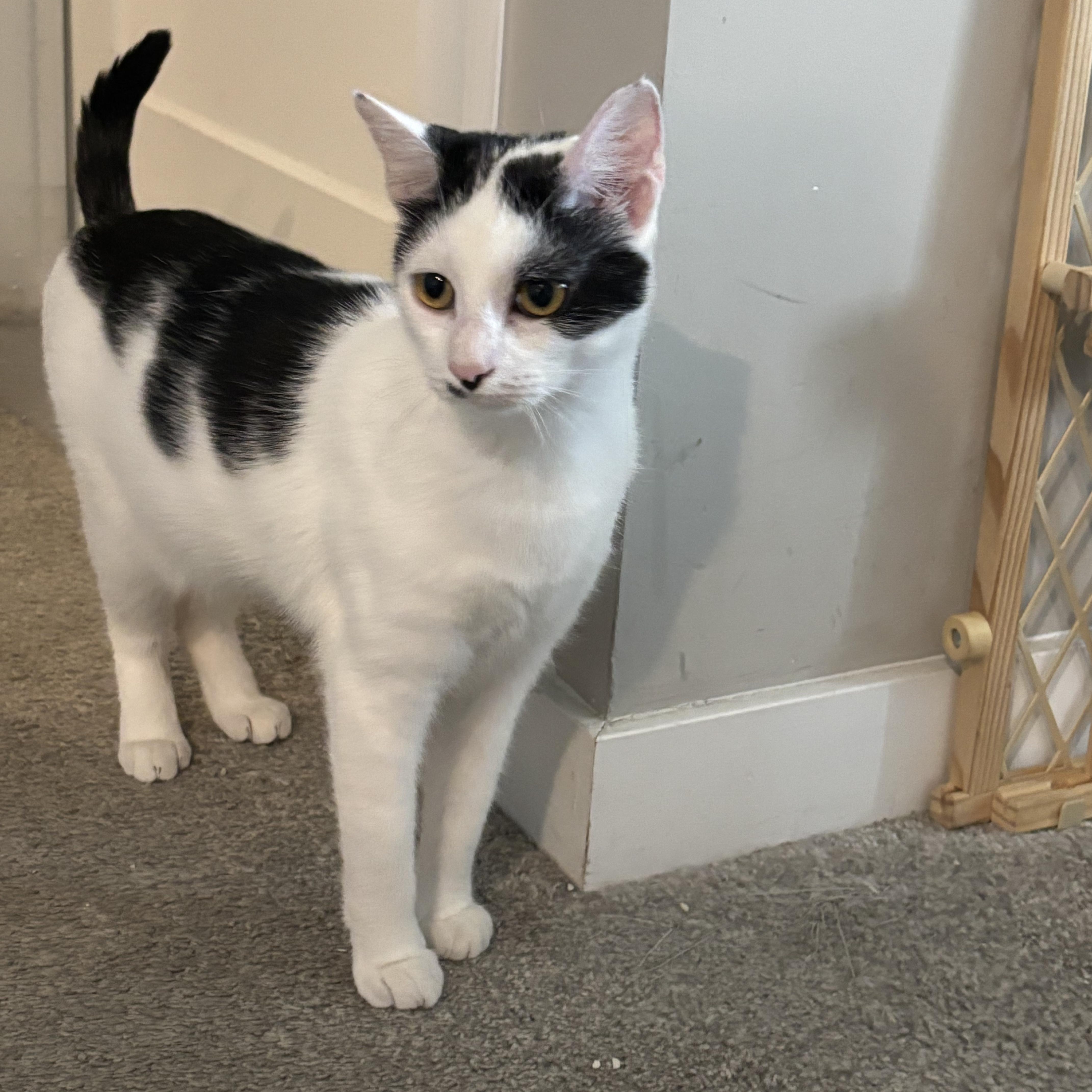 Enlarge Lilly, a Adoptable Domestic Short Hair in Lincoln Park, NJ image 4/5