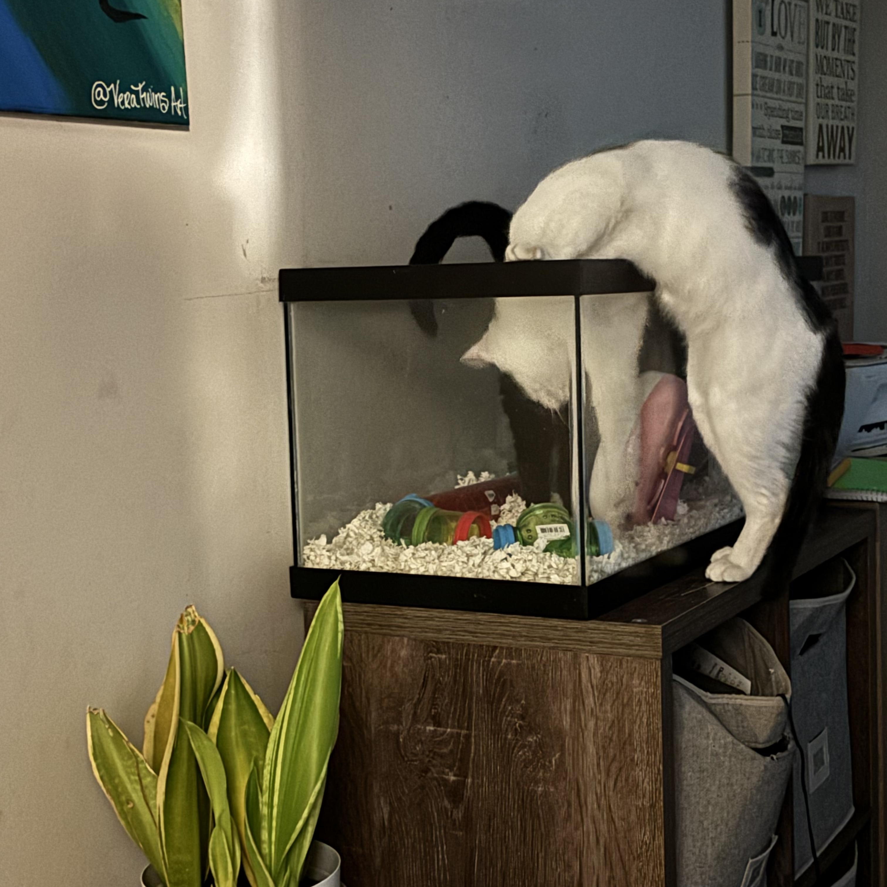 Enlarge Lilly, a Adoptable Domestic Short Hair in Lincoln Park, NJ image 5/5