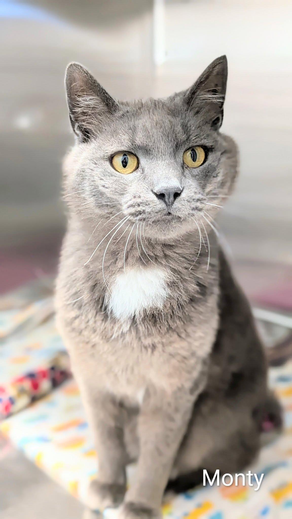 Monty, ADOPTABLE, Adult Male Domestic Short Hair.