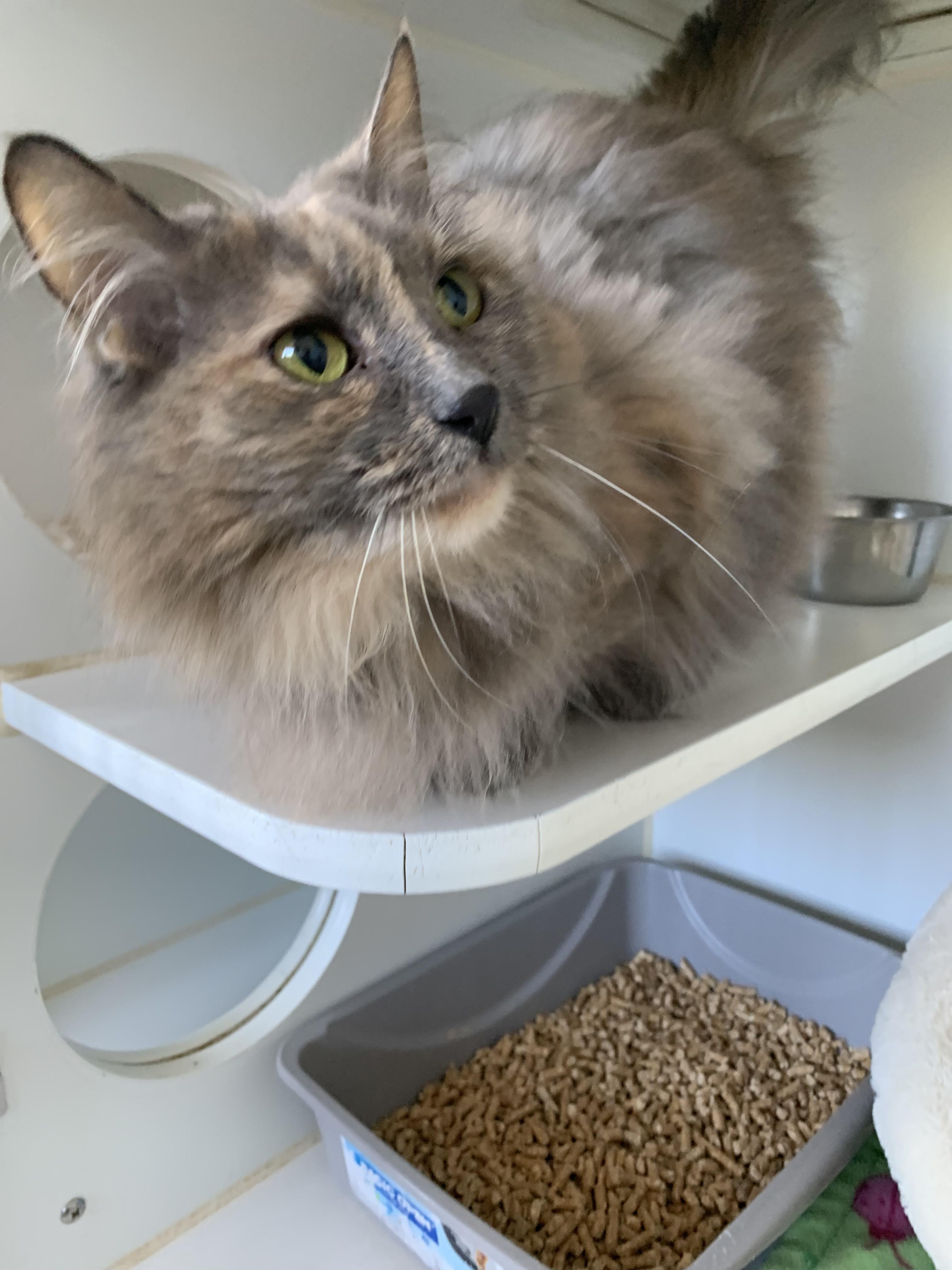 Enlarge Cranberry, an adopted Domestic Long Hair in Grass Valley, CA image 2/5