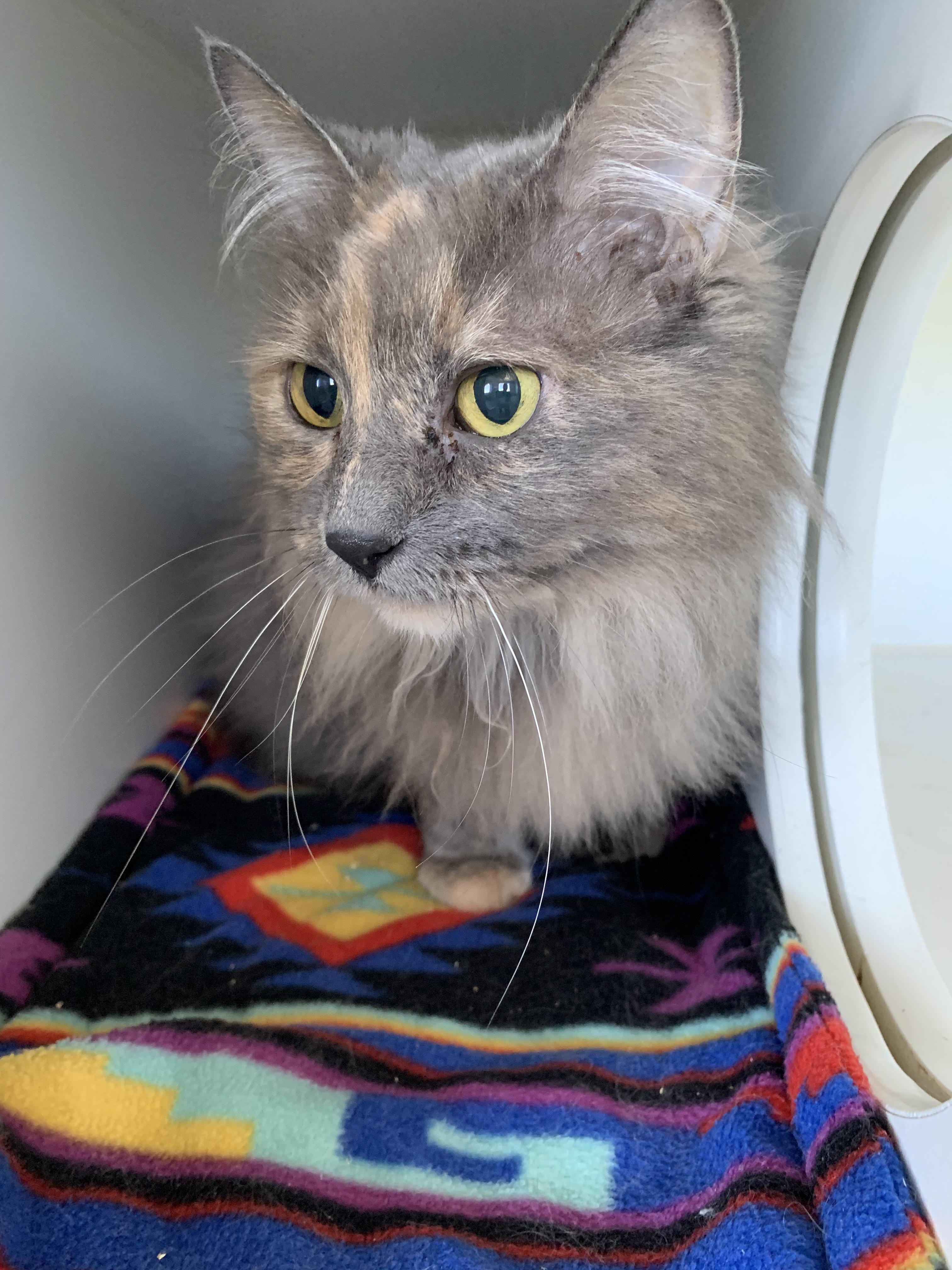 Enlarge Cranberry, an adopted Domestic Long Hair in Grass Valley, CA image 3/5