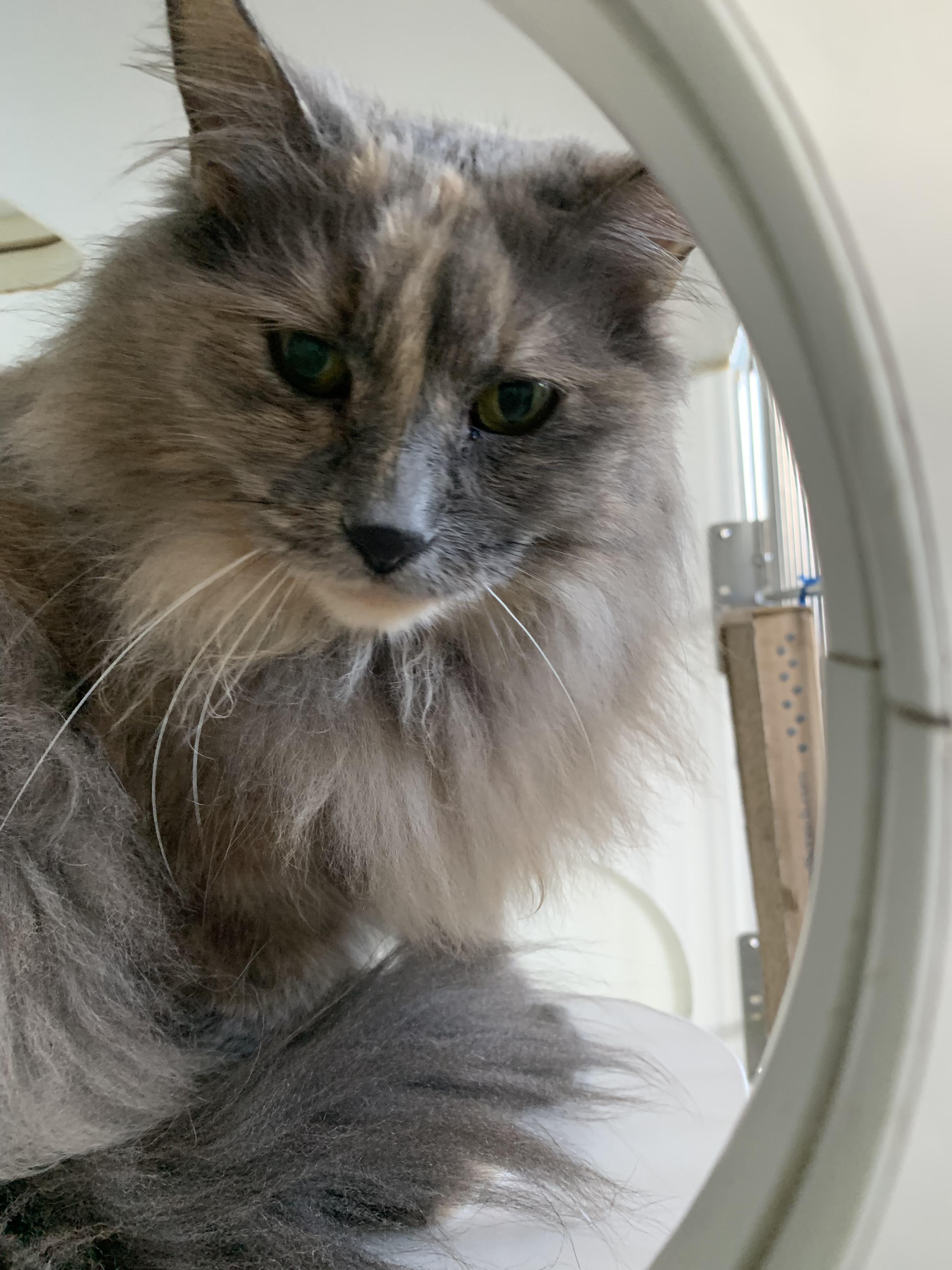 Enlarge Cranberry, an adopted Domestic Long Hair in Grass Valley, CA image 5/5