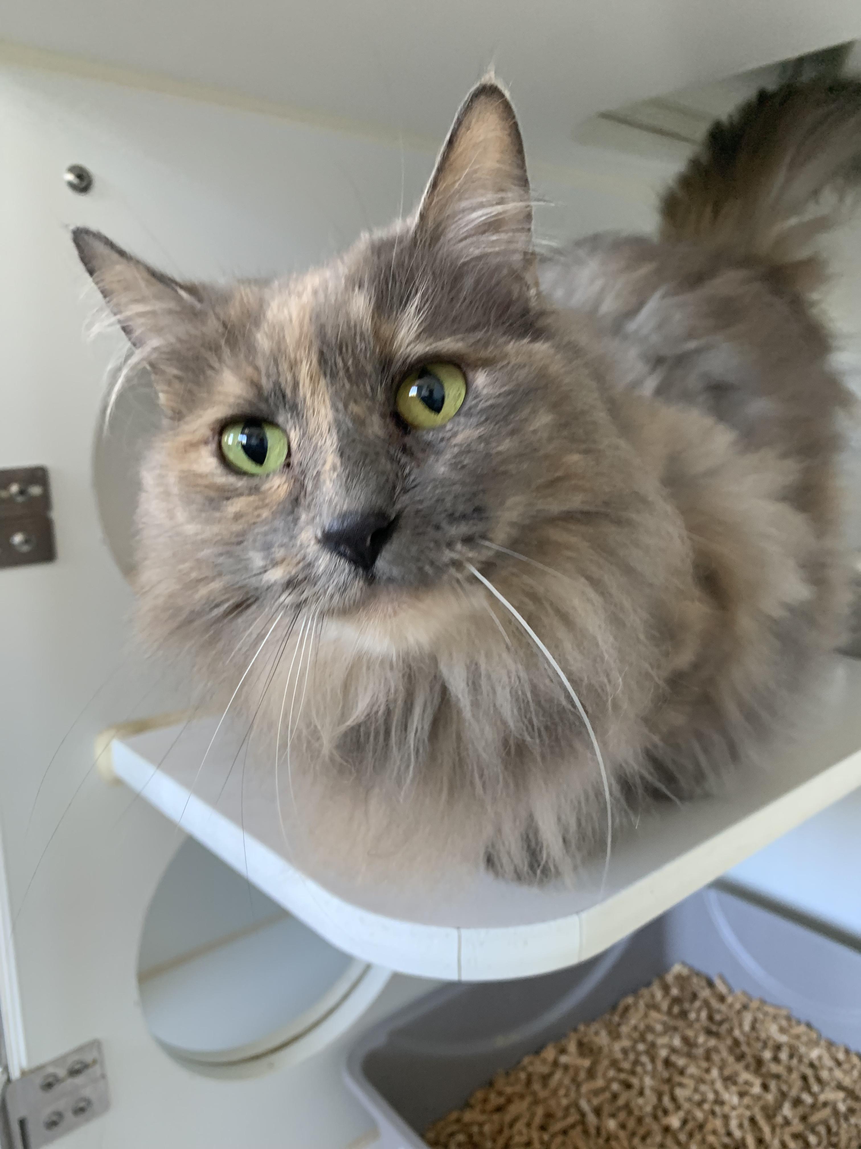 Cranberry, adopted, Young Female Domestic Long Hair.