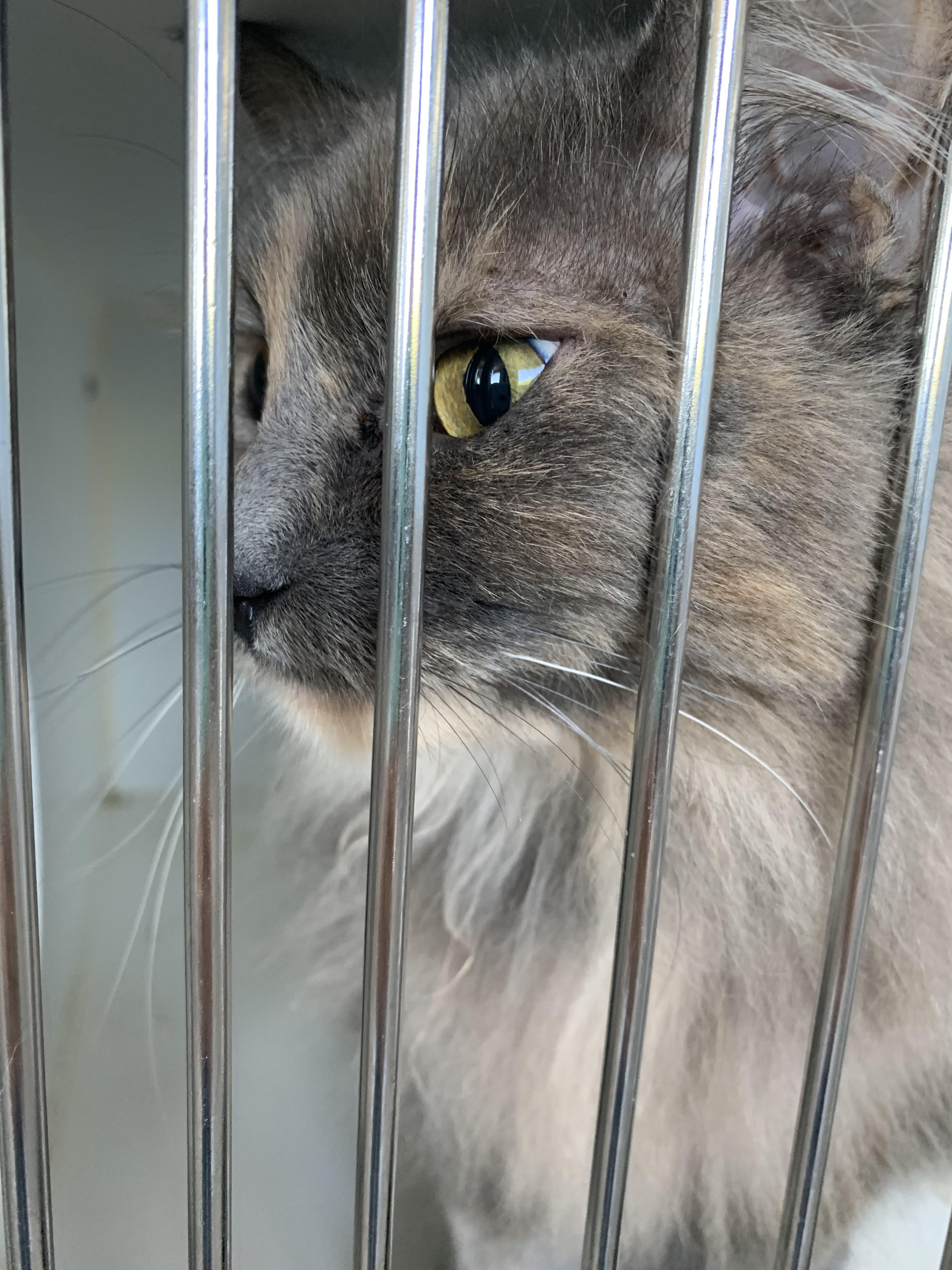 Enlarge Cranberry, an adopted Domestic Long Hair in Grass Valley, CA image 4/5