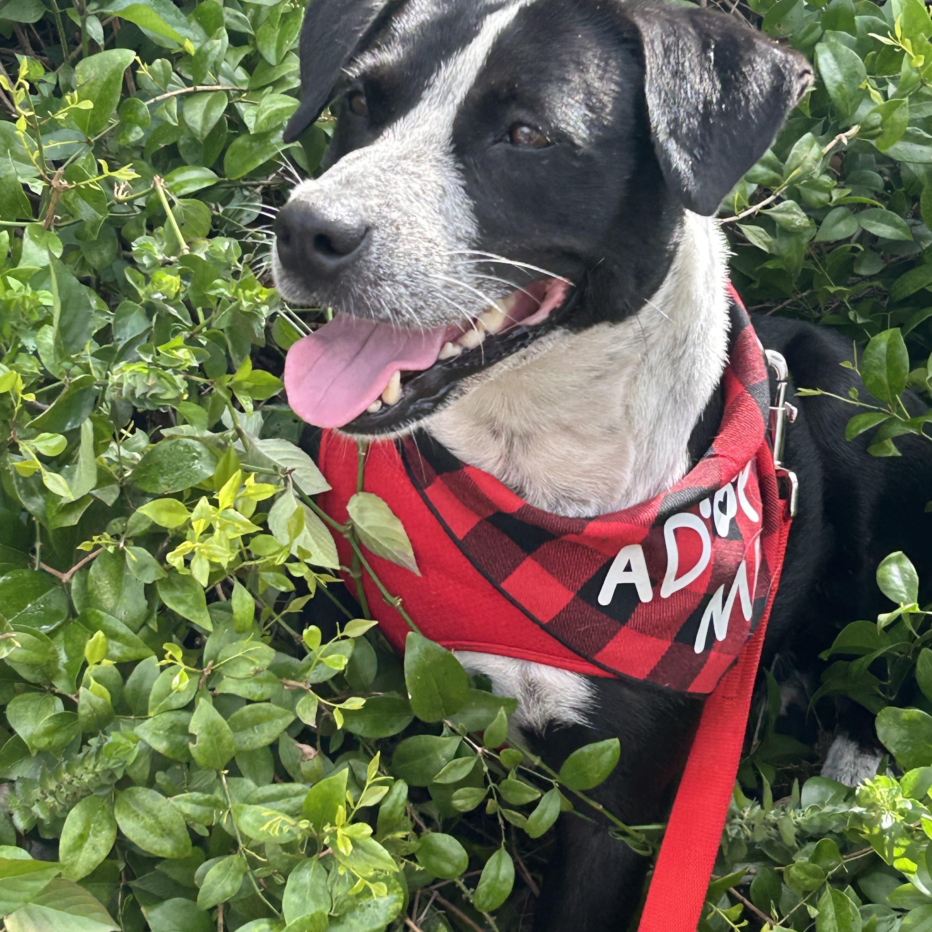 Polly, adopted, Adult Female Border Collie.
