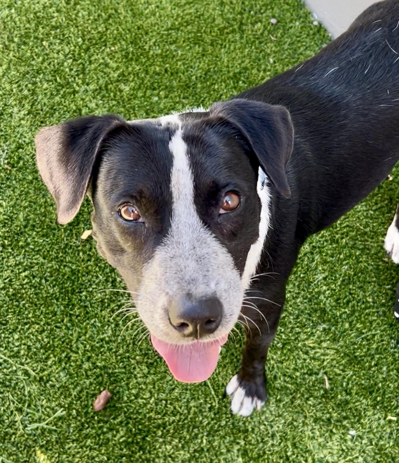 Polly, Adoptable, Adult Female Border Collie.