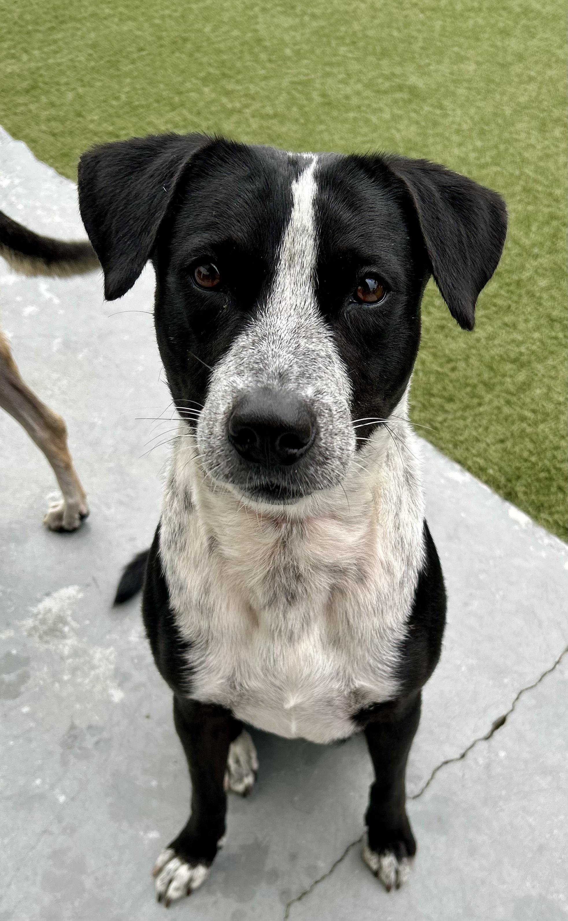 Enlarge Polly, a Adoptable mixed breed in Coconut Creek, FL image 4/6