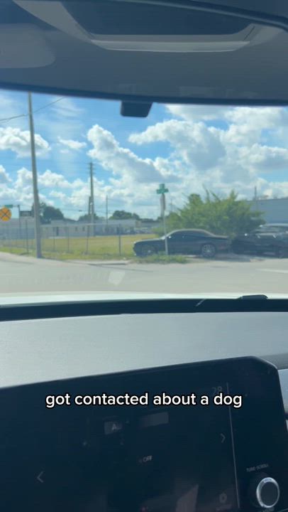 Enlarge Polly, a Adoptable mixed breed in Coconut Creek, FL video 6/6