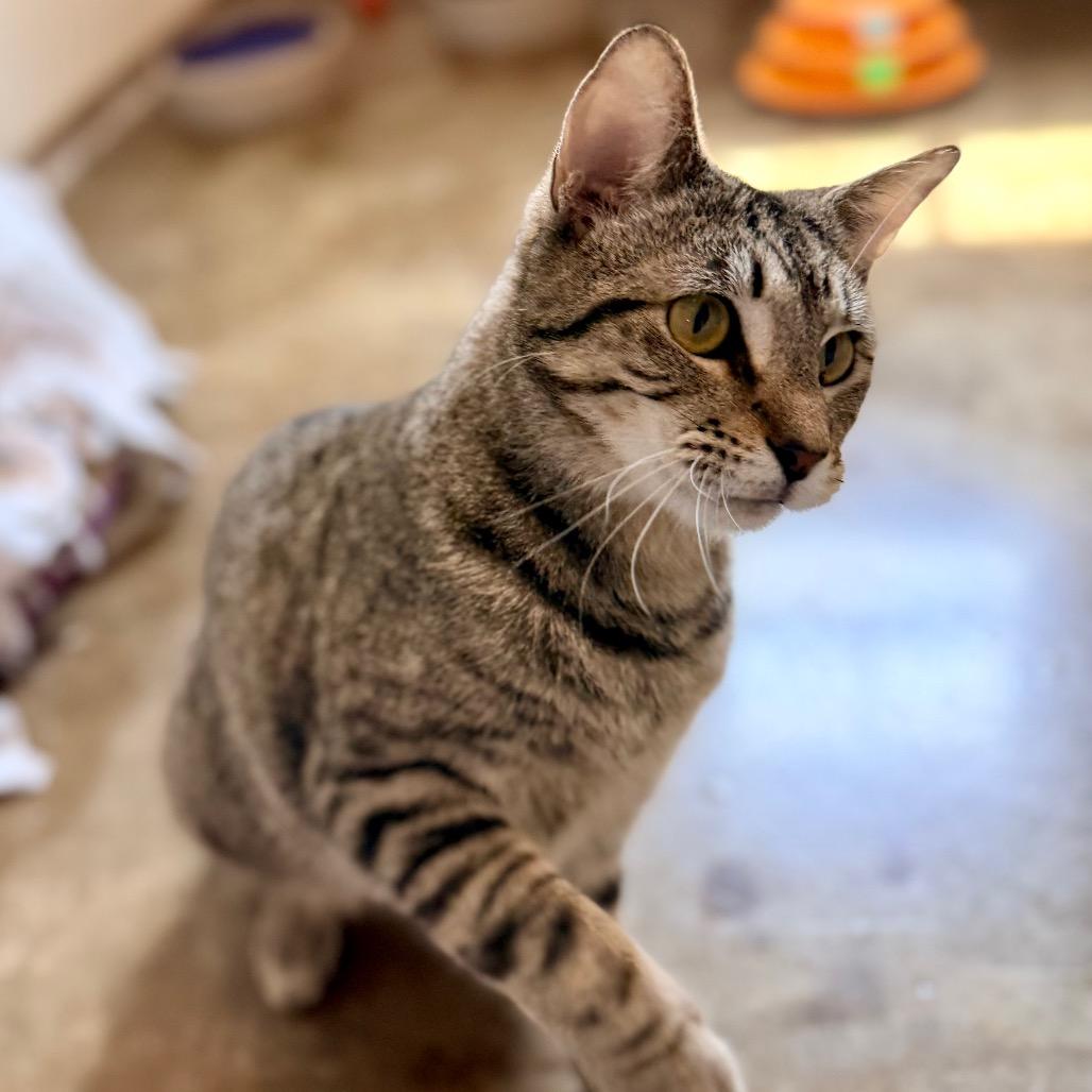 Colton, Adoptable, Young Male Domestic Short Hair.