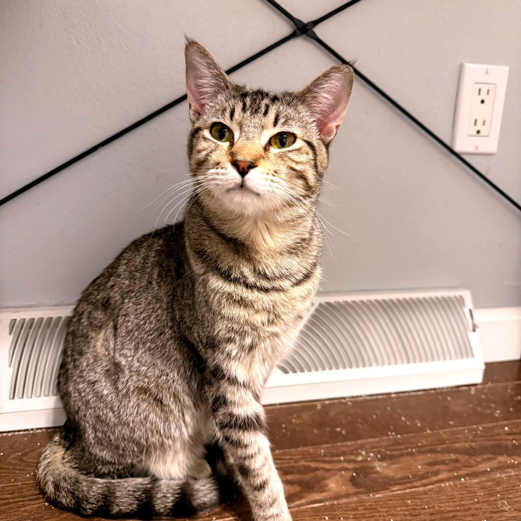 Colton, a Adoptable Domestic Short Hair in Green Bay, WI image 2/6