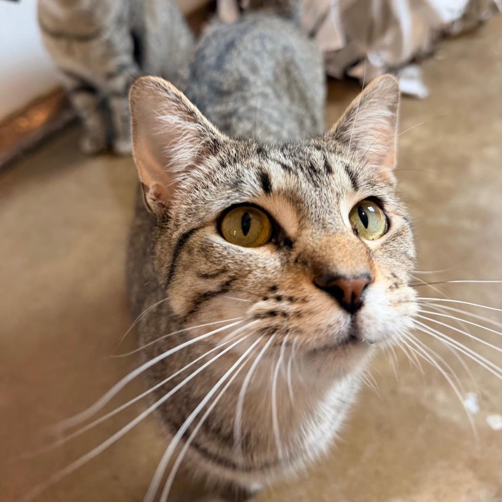 Colton, a Adoptable Domestic Short Hair in Green Bay, WI image 3/6