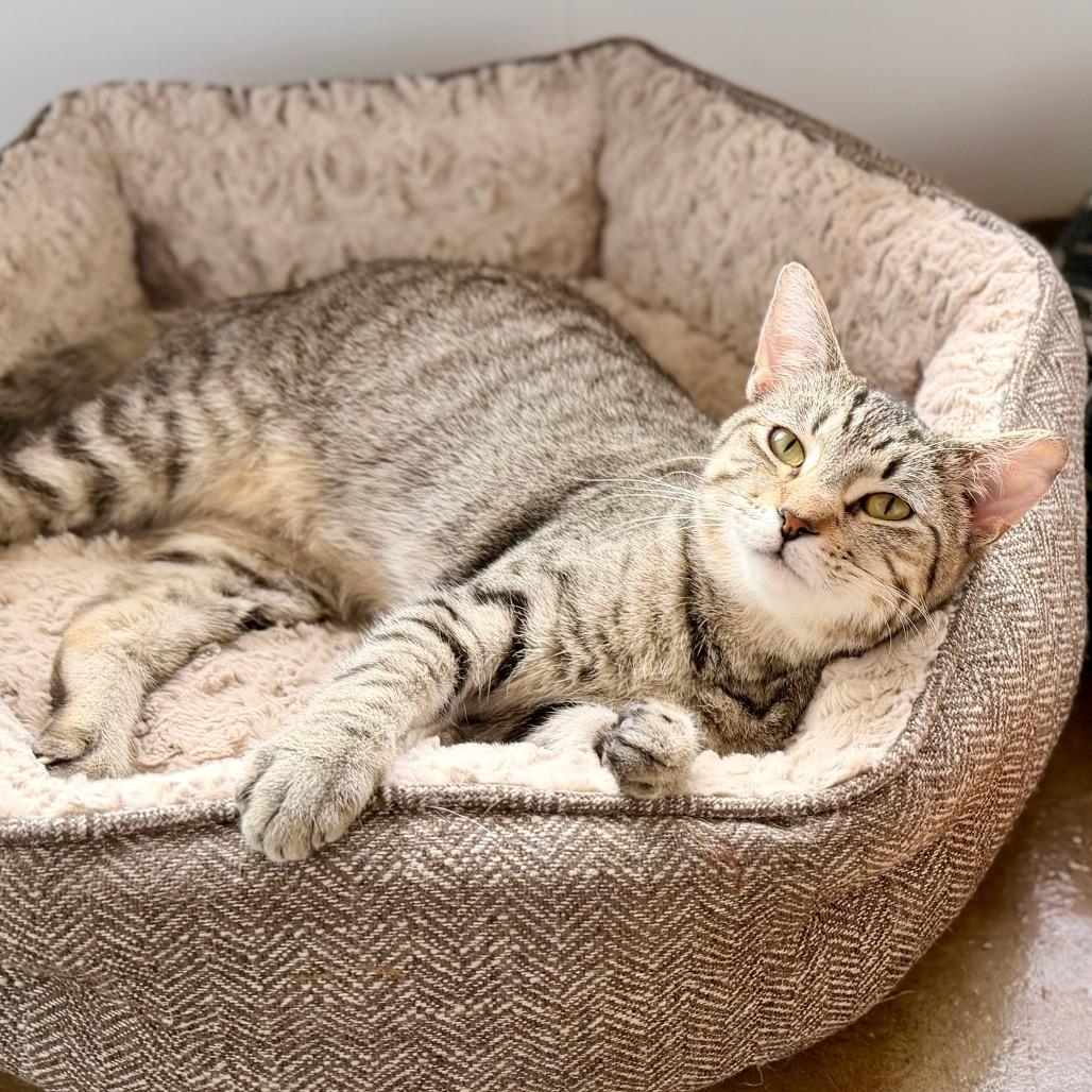 Colton, a Adoptable Domestic Short Hair in Green Bay, WI image 4/6