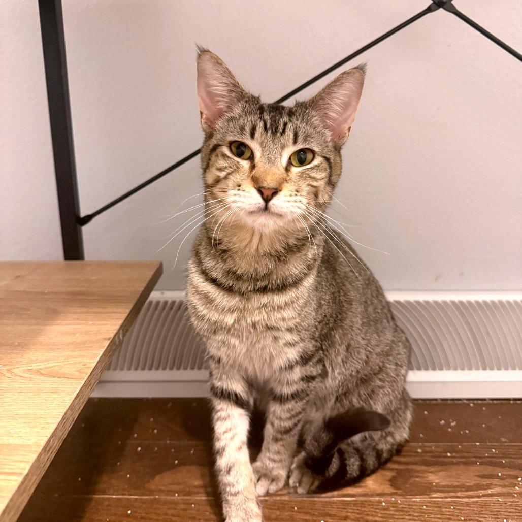 Colton, a Adoptable Domestic Short Hair in Green Bay, WI image 5/6