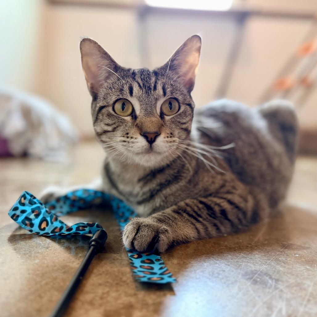 Colton, a Adoptable Domestic Short Hair in Green Bay, WI image 6/6