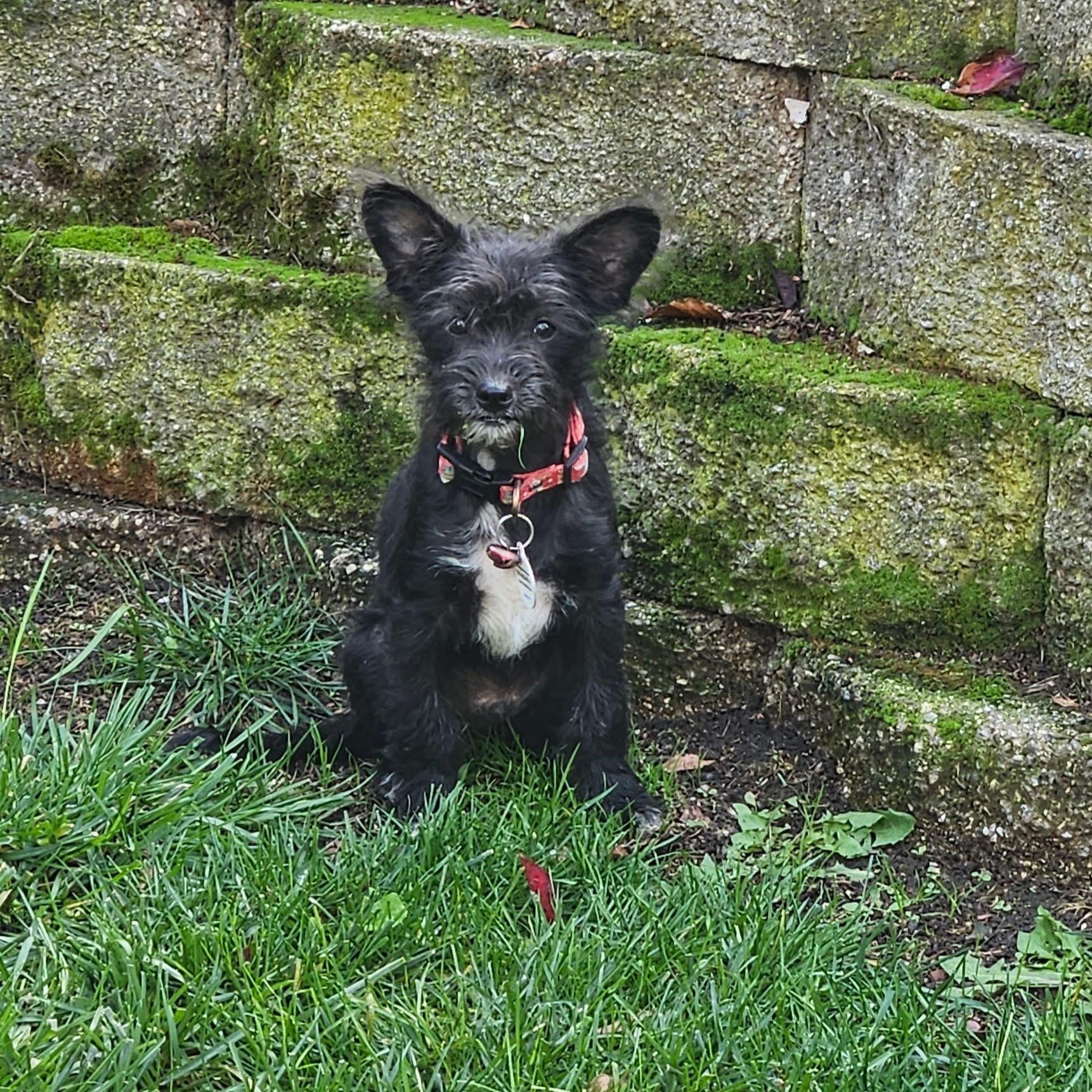 Enlarge Boo, a Adoptable mixed breed in clayton , CA image 1/5