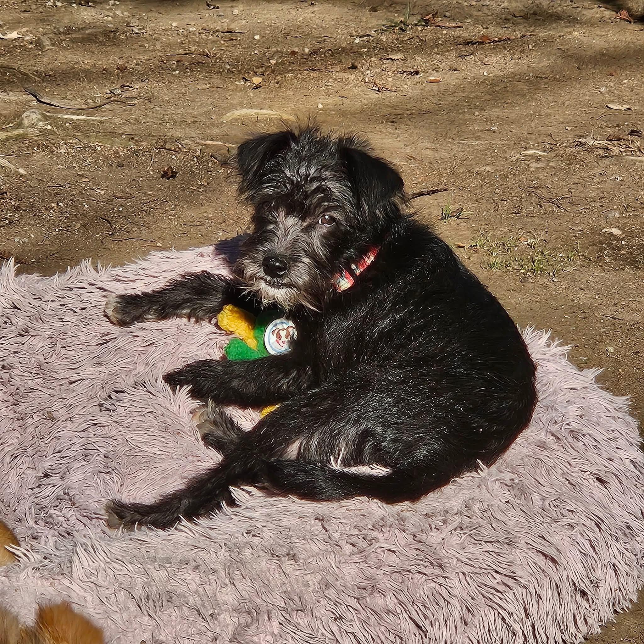 Enlarge Boo, a Adoptable mixed breed in clayton , CA image 2/5