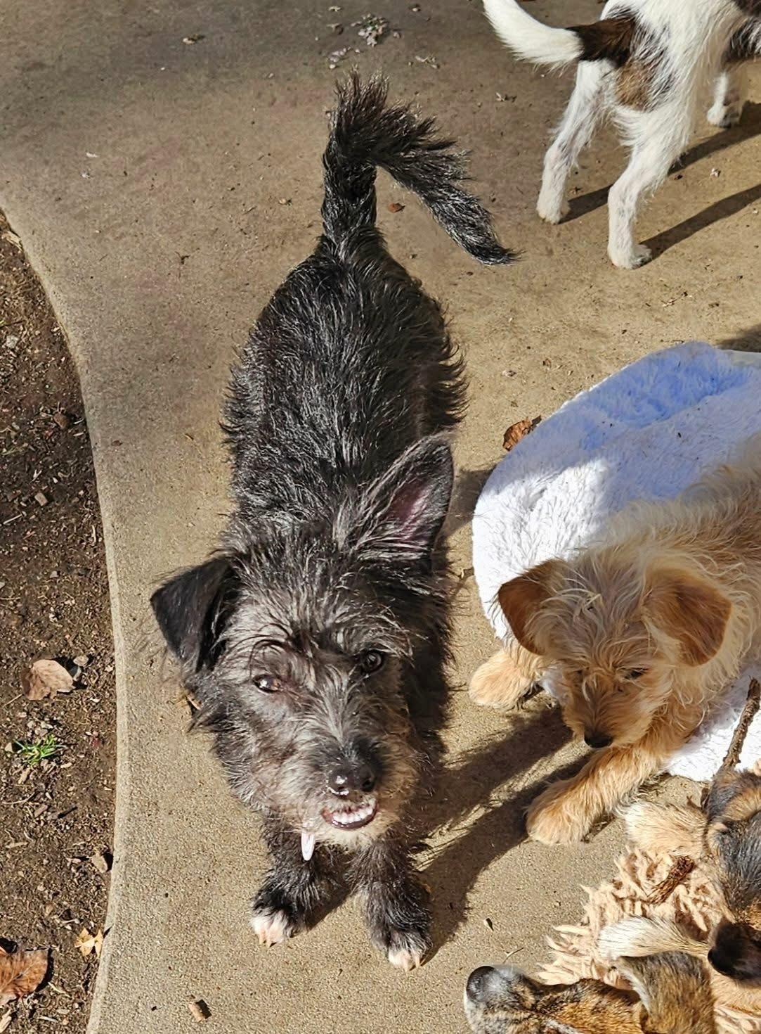 Boo, Adoptable, Puppy Male Poodle & Jack Russell Terrier.